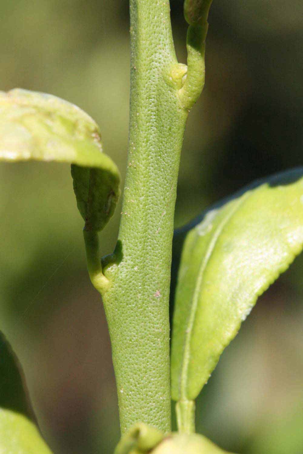            First year twig (Riverside, CA)   